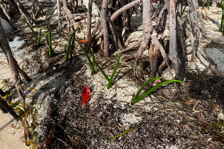 Cancún se suma a la restauración del manglar en la Laguna Nichupté